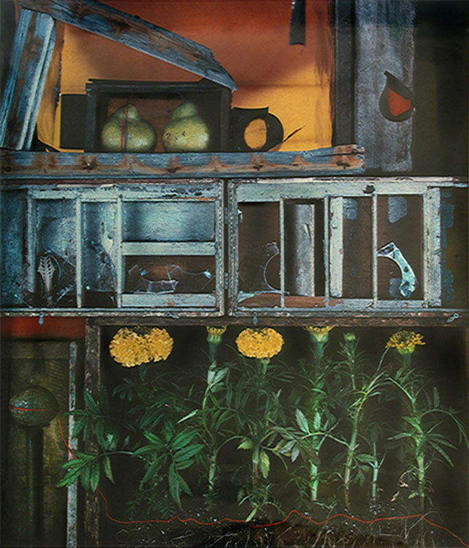 Olivia Parker - Cellar Marigold #16, 1980